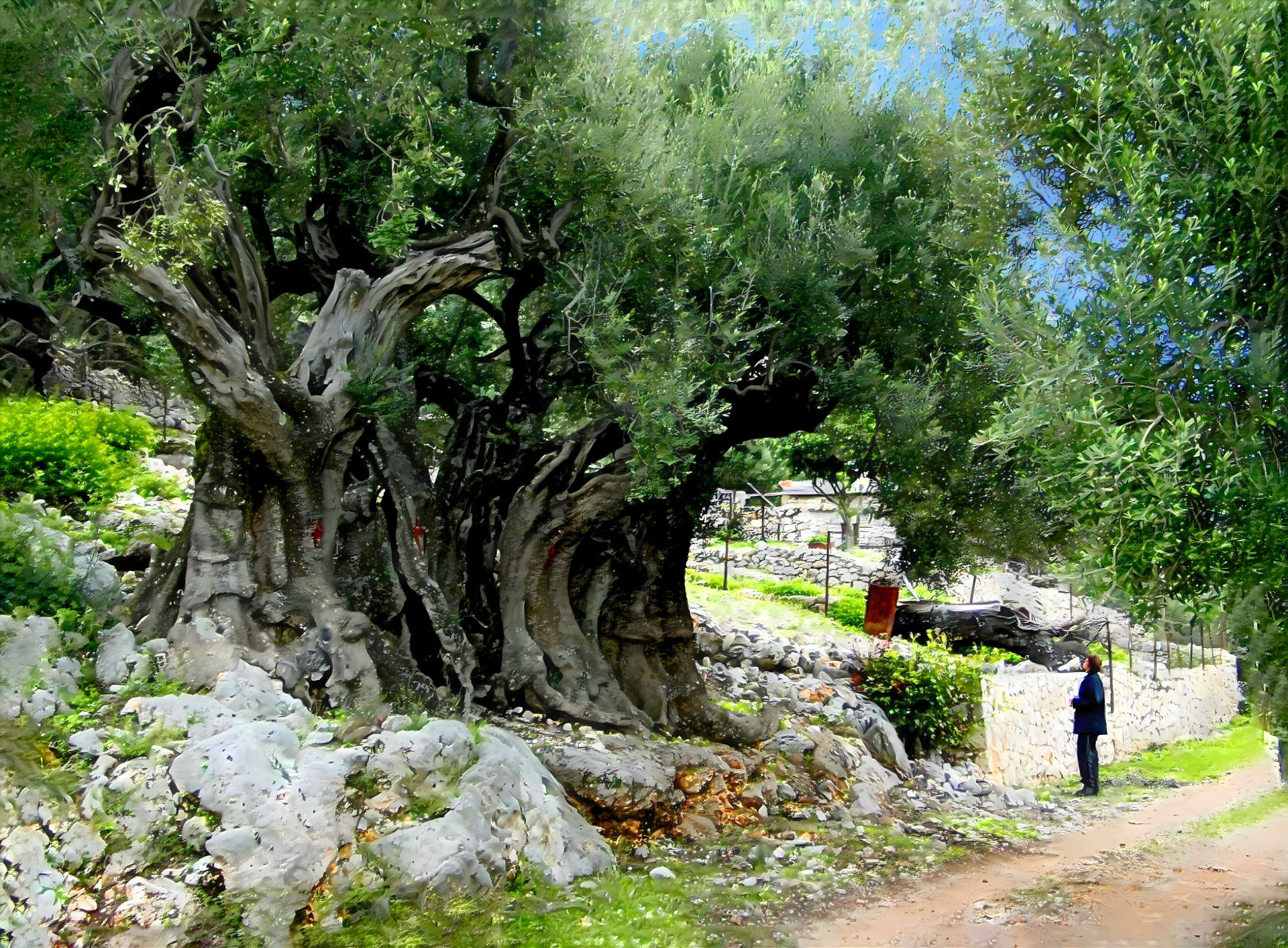 Ancient Olive tree on Ithaca, Greece