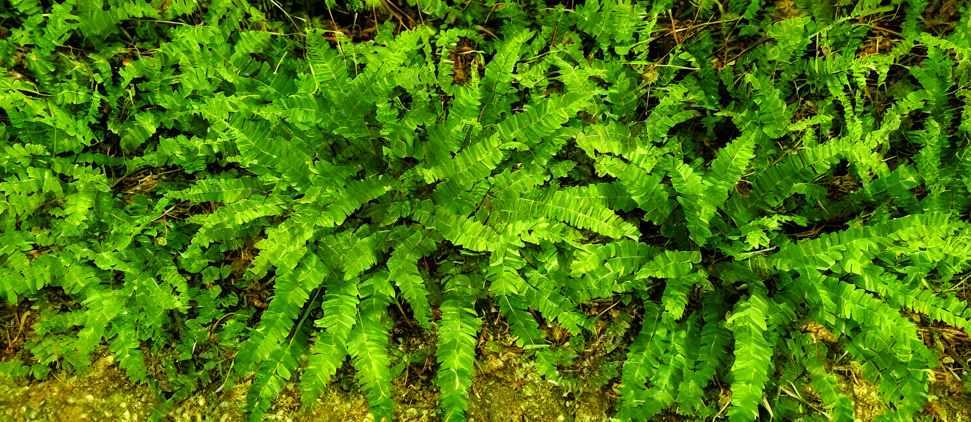 Vibrant green ferns with multiple fronds in a mossy forest setting