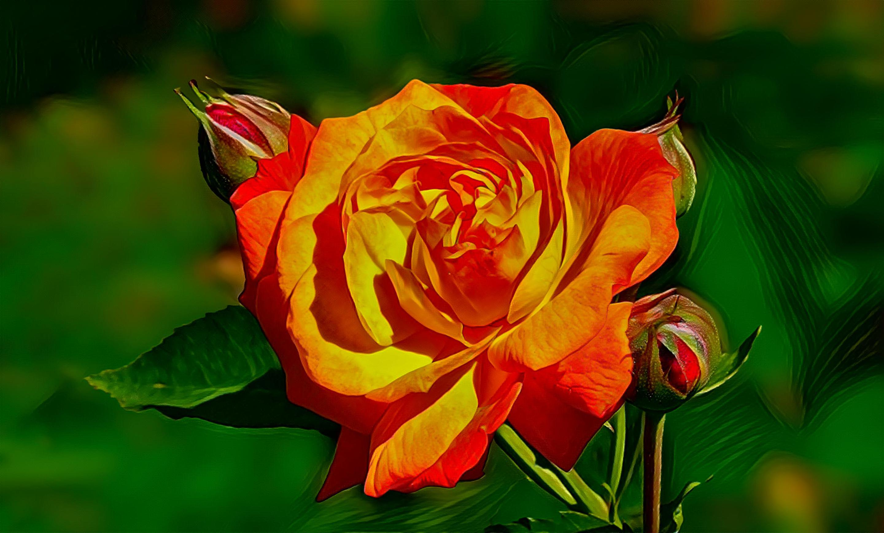 Rose in warm colours