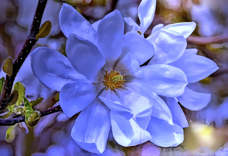 Blue magnolia flower