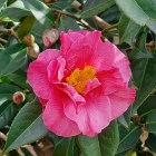 Pink Peony with Golden Center Blooms in Green Foliage