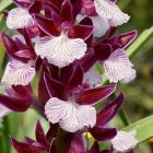 Vertical arrangement of white and magenta orchids on green and yellow backdrop