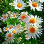 Vibrant white and yellow flowers with lush green leaves on dark background