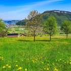 Scenic landscape with meadow, flowers, trees, town, hills, and sky