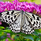 Colorful Butterfly on Black and White Wings with Pink Roses in Soft-focus Background