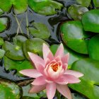 Colorful digital artwork: Pink lotus flower in green lily pad pond