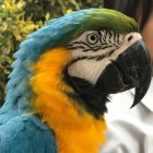 Colorful Close-Up of Blue and Yellow Macaw with Detailed Feathers