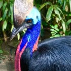 Colorful Cassowary Illustration with Blue Neck and Red Wattle