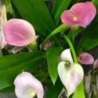 Colorful Cluster of Pink and White Calla Lilies with Green Leaves