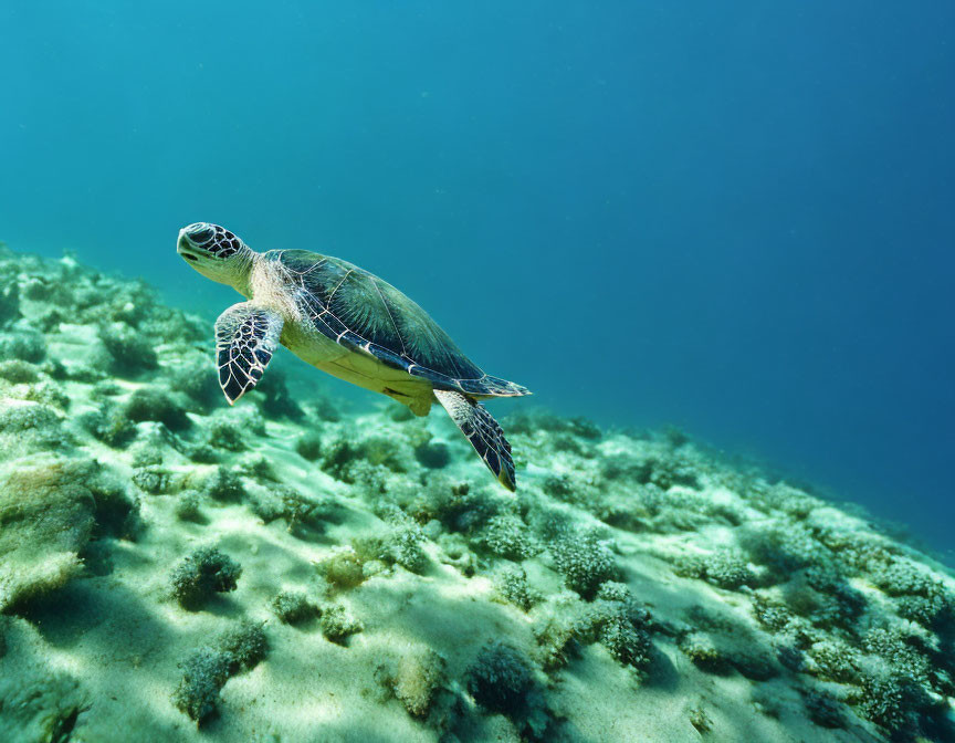 Sea turtle swimming above coral reef in clear blue ocean water.