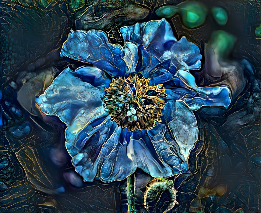 Blue poppy in Himalaya