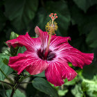 Vibrant red hibiscus with white veins and yellow stamen on green background