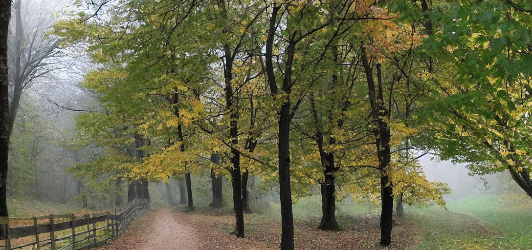 Tranquil forest path with autumn trees and misty backdrop