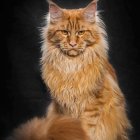 Long-Haired Ginger Cat with Amber Eyes Sitting Up Straight
