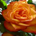 Close-Up of Vibrant Bicolored Rose in Yellow and Red Hues