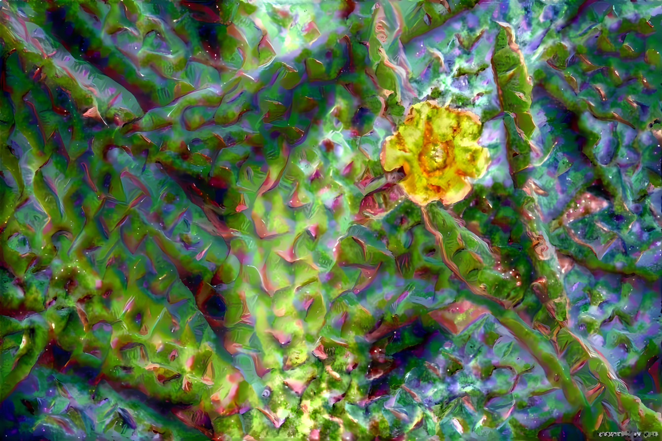 'Cactus Flower'