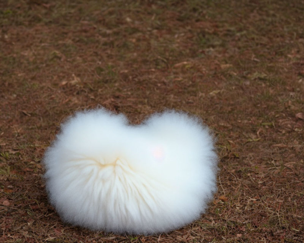 Fluffy White Heart-Shaped Object on Pine Needle Ground