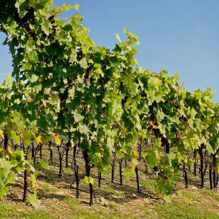 Vibrant grapevines on trellises under blue sky in vineyard