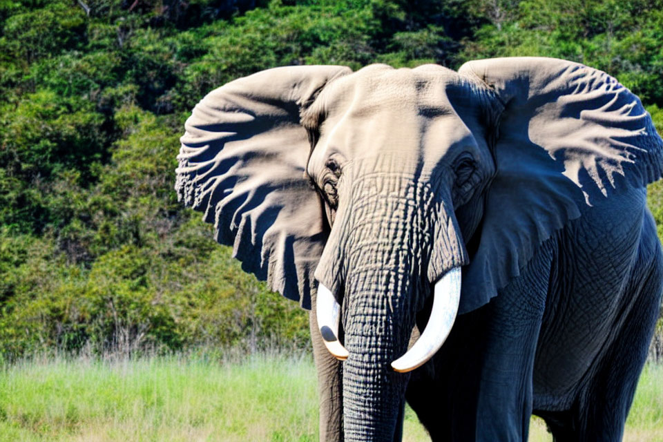 African Elephant with Large Ears and Tusks in Grassland