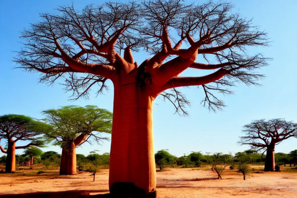 Prominent Baobab Tree in Sunlit Savannah Landscape