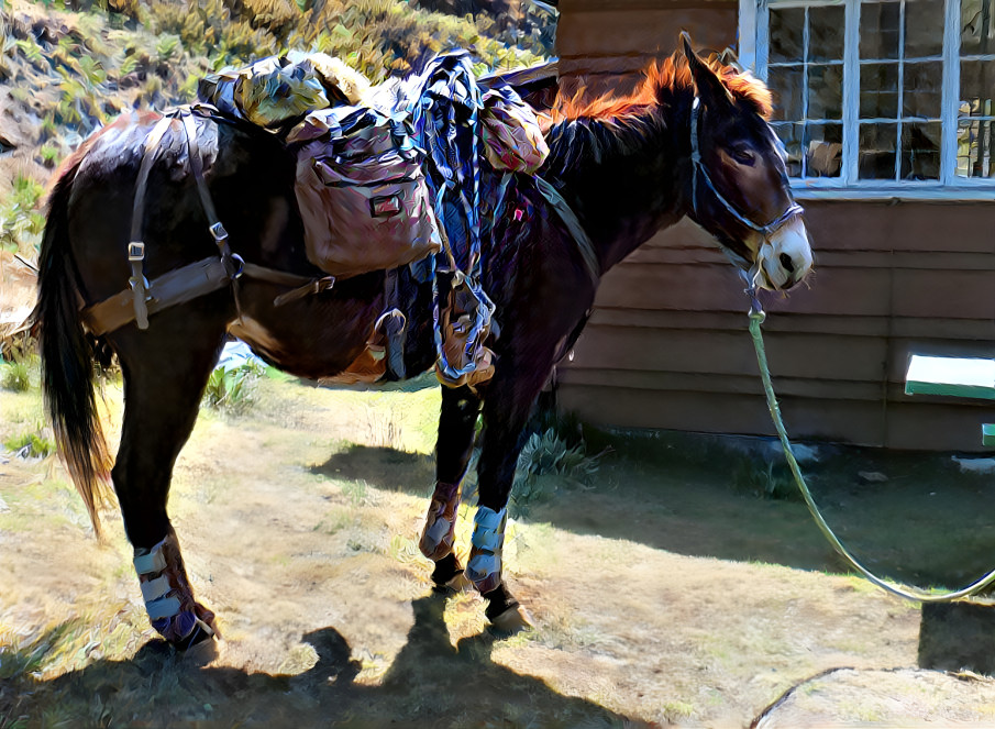 Mayzie loaded for backcountry trek