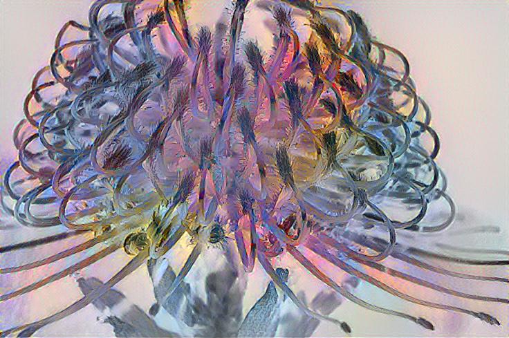 Protea Pincushion fusion