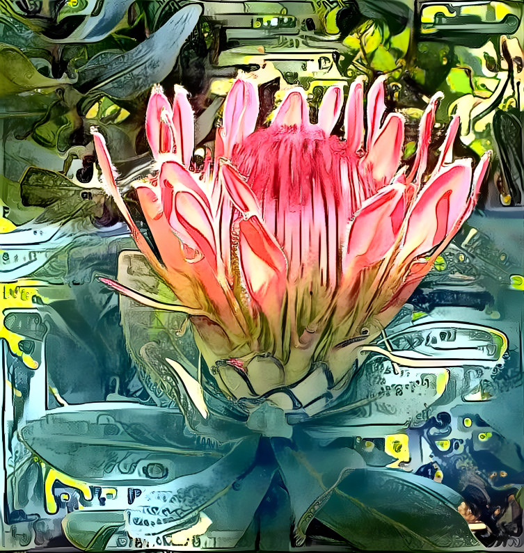 Dutchess Protea