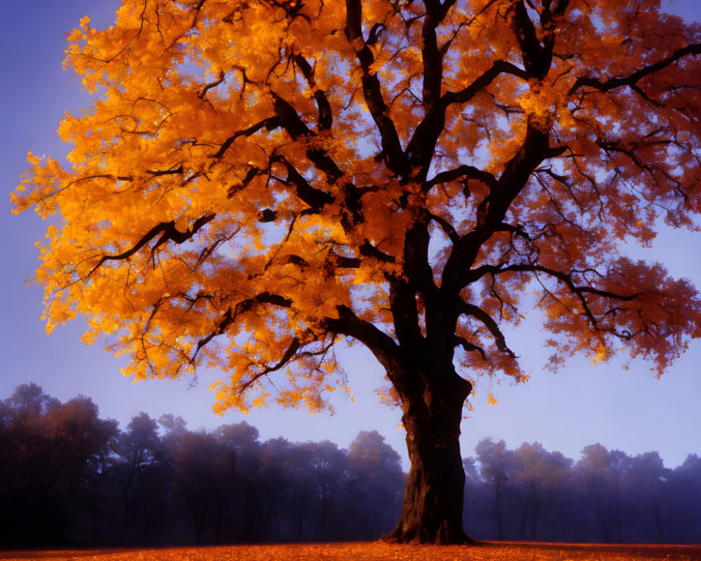 Majestic tree with golden leaves against dusk sky in autumn