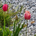 Pink tulips 3D illustration on textured gray background with scattered stones