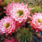 Vibrant pink water lilies painting with cactus and red blooms