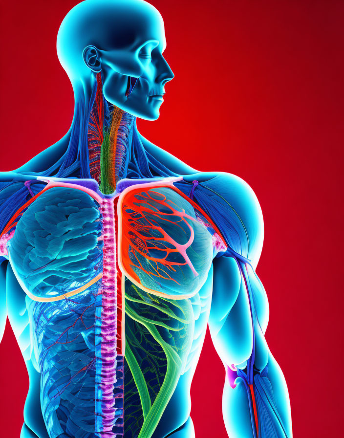 Detailed Human Body Anatomy Illustration on Red Background
