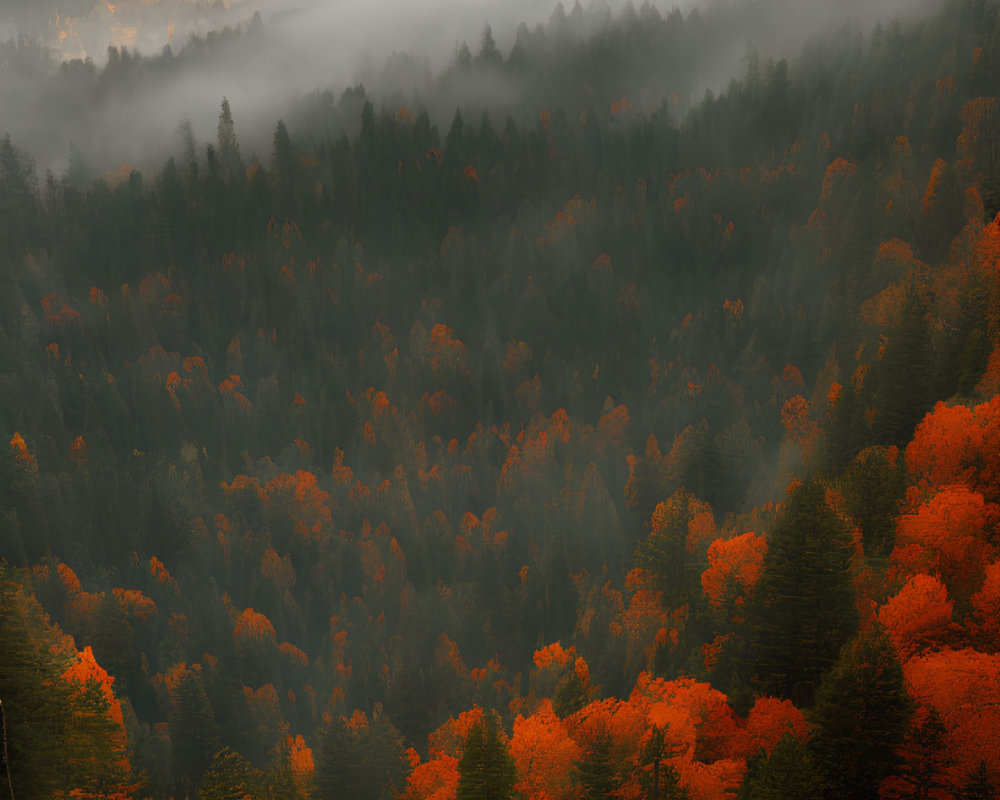 Misty autumn forest with vibrant orange and green trees at sunrise