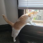 Light-Colored Cat with Prominent M Marking Gazing from Windowsill