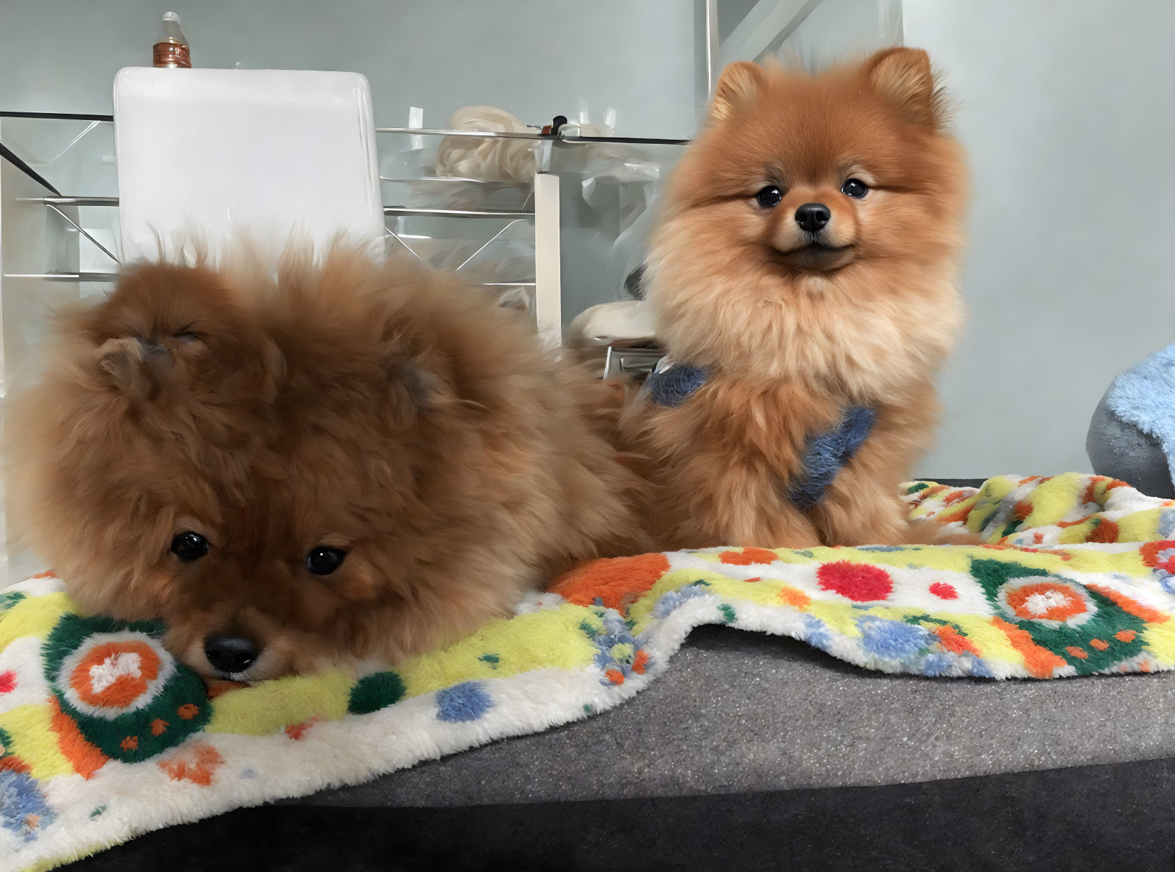 Fluffy Pomeranian Dogs on Colorful Blanket with Blue Bow Tie