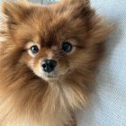 Fluffy Pomeranian Dog with Sable Coat and Dark Eyes Portrait