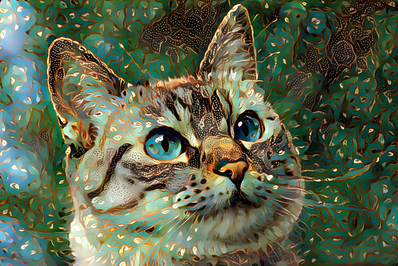 meow :-) pic / Pixabay