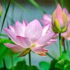 Stylized pink lotus flowers in vibrant digital art