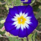 Vibrant purple backdrop with radiant white flower and golden center
