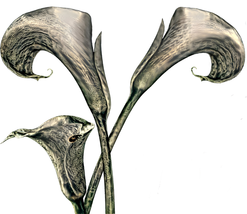 Embossed Calla Lilies 