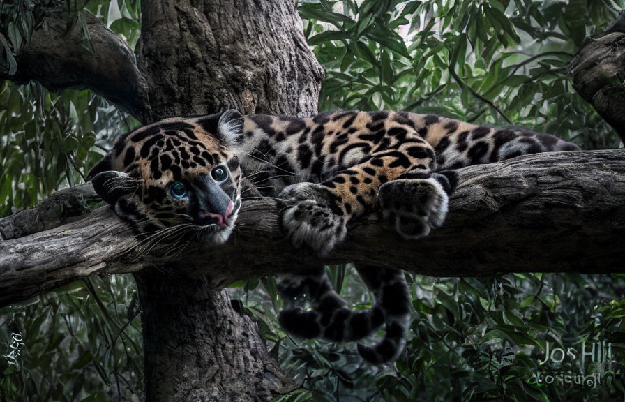 Clouded leopard resting on tree branch in dense forest with piercing blue eyes