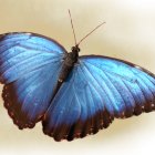 Detailed Blue Butterfly Resting on White Flower with Creamy Background
