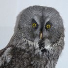 Detailed Owl Illustration: Orange Eyes, Blue-Gray Feathers, White & Tan Spots