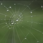Intricate spider web with dewdrops on green backdrop