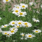 Numerous white daisies with yellow centers in lush greenery.