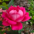 Vibrant pink rose in full bloom with lush green leaves