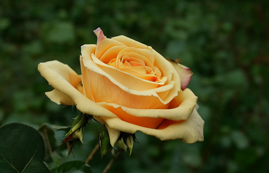Vibrant Orange Rose with Delicate Petals and Green Leaves