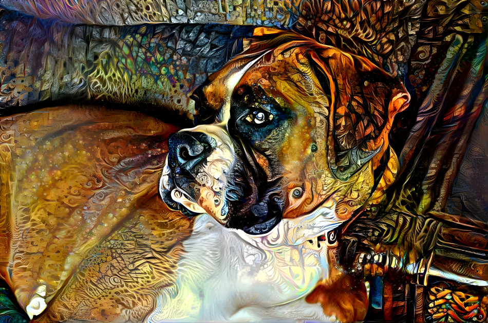 the Boxer Dog 