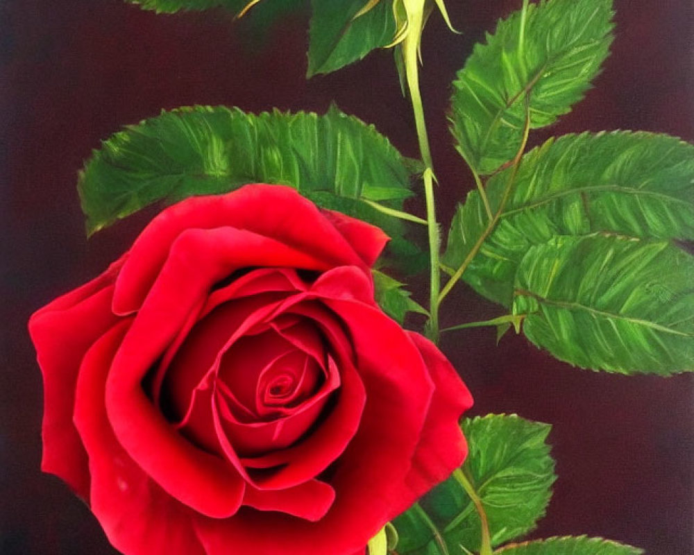 Vibrant painting of red rose in full bloom on dark background