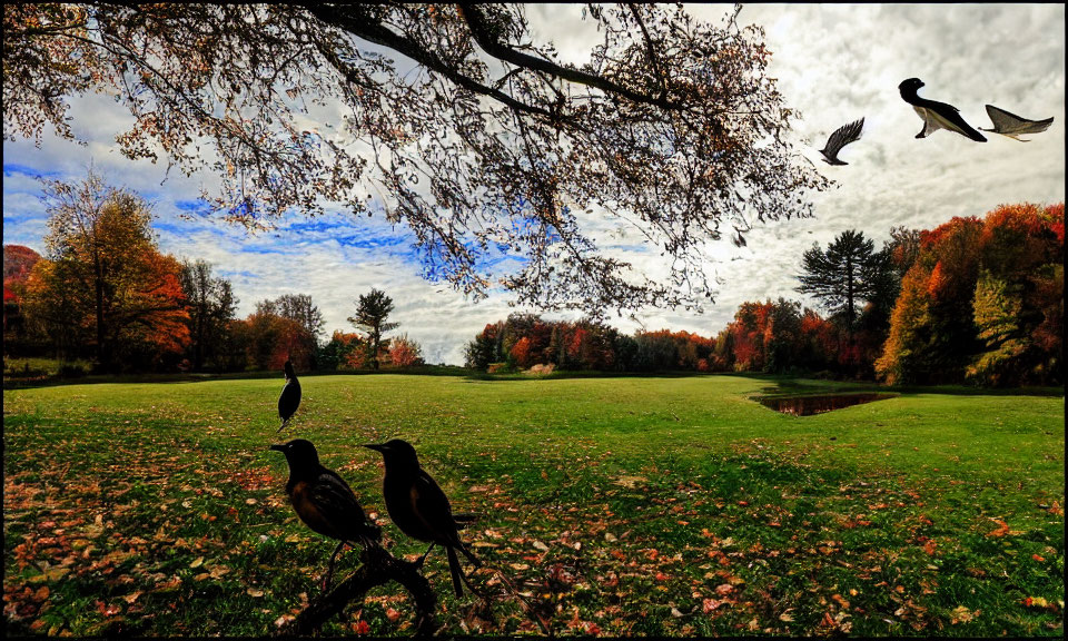 Vibrant Trees and Serene Field in Autumn Park Scene
