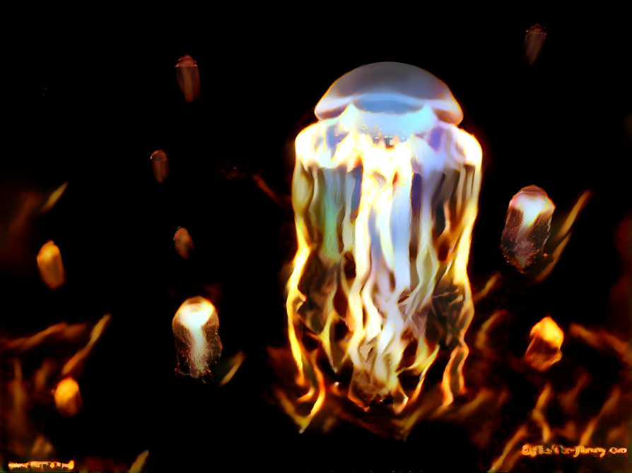 Fire jellyfish